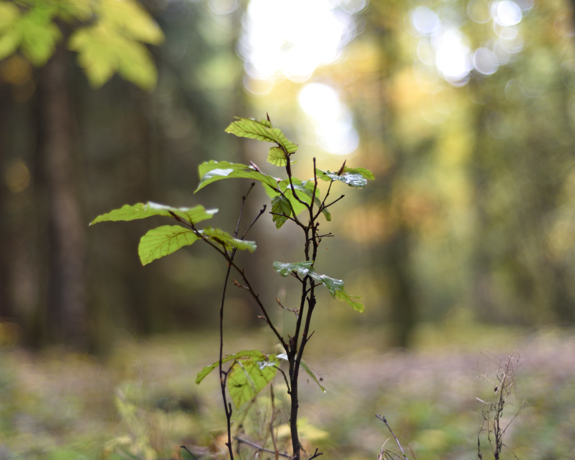 Beech tree sapling in forest