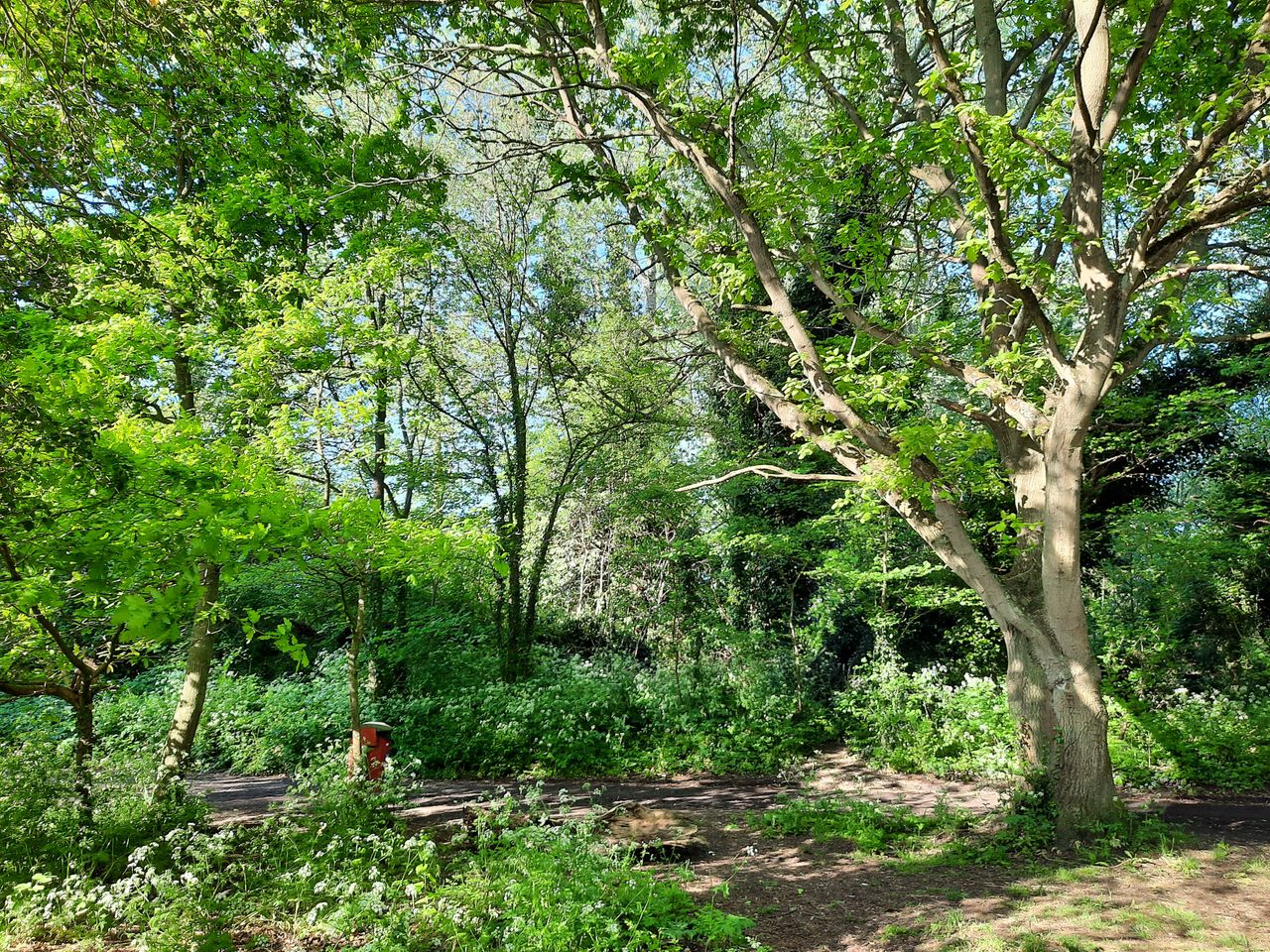 While this shot does not have the most natural look, you can see how hard the HDR processing works, bringing out the blue of the sky between the foliage.
