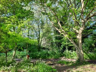 While this shot does not have the most natural look, you can see how hard the HDR processing works, bringing out the blue of the sky between the foliage.