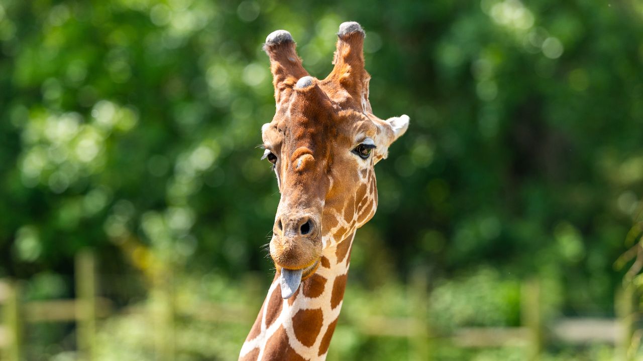 giraffe with its tongue out