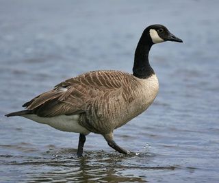 canada goose