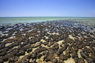 Stromatolites in Shark Bay, Australia