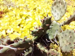 OnePlus Nord N200 5G camera samples