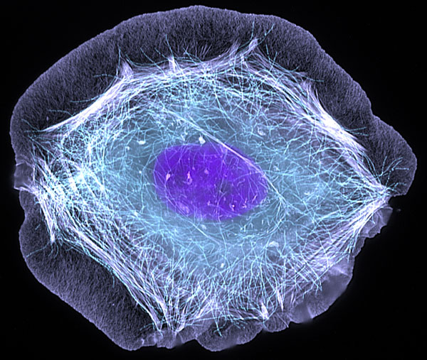 normal cells become active when treated with a growth factor 