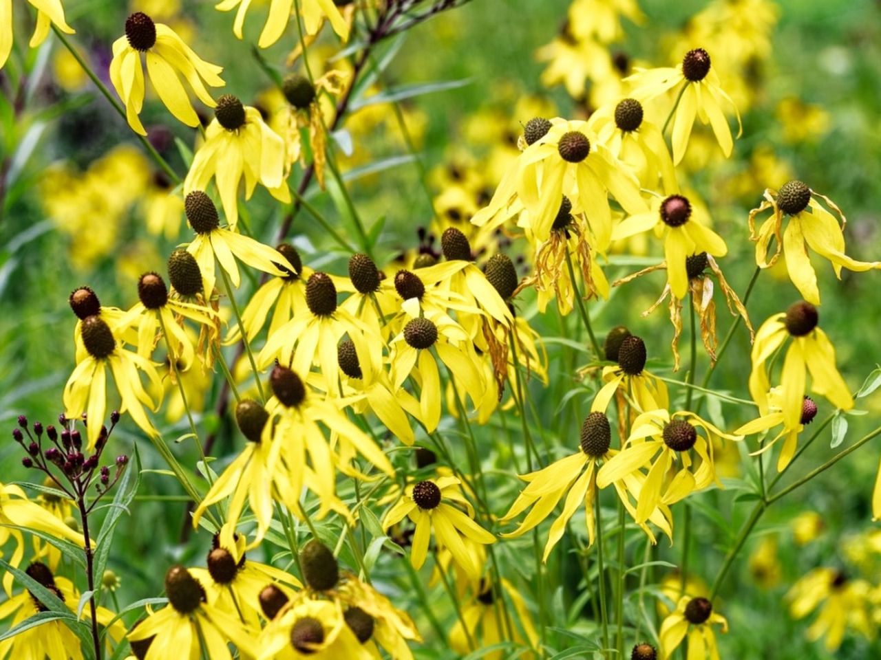 Gray Headed Coneflower Plants