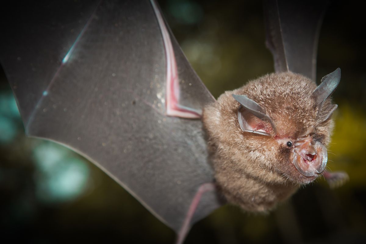 The SARS-CoV-2 virus and its relatives emerged from horseshoe bats (Rhinolophus affinis)