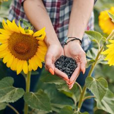 Woman holding newly harvested sunflower seeds