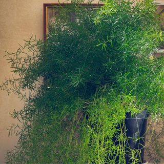 Asparagus Fern Plant. Asparagus Densiflorus in Flowerpot, Close Up, Indoor