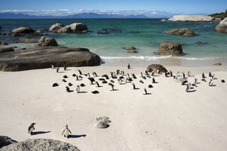 A colony of penguins waddle around on the sand at Boulders Beach near Cape Town, South Africa