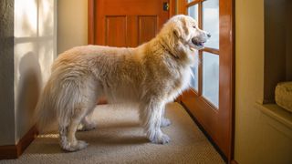 Dog standing at the door