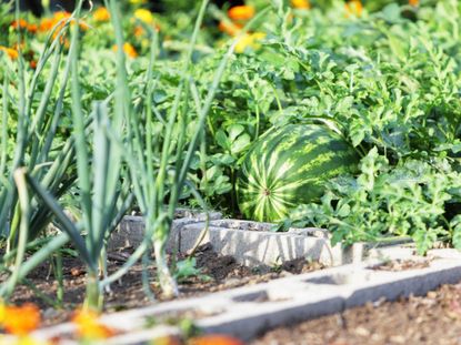 Cinder Block Garden Bed Full Of Fruits And Vegetables