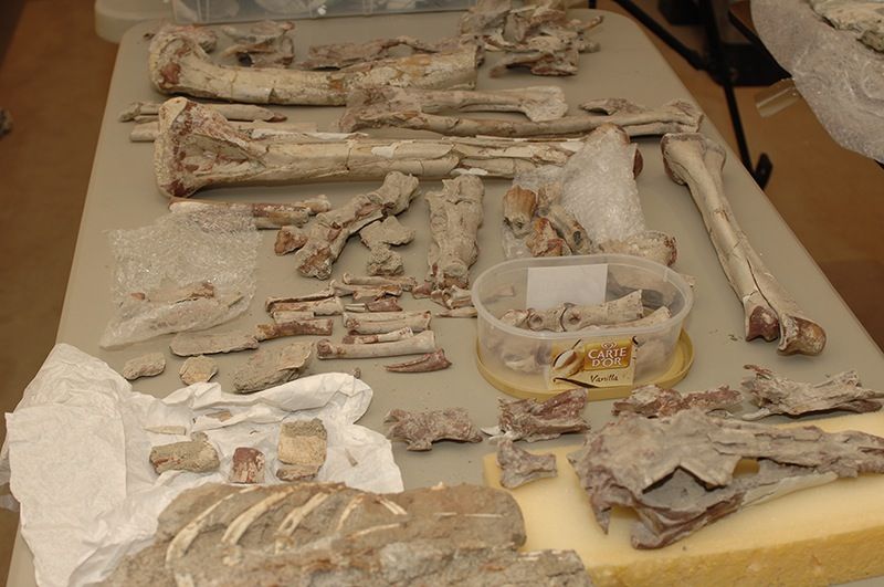 A photo showing a sample of the dinosaur bones being returned to Mongolia.