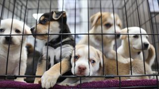 Australian shepherd dog puppies in a shelter