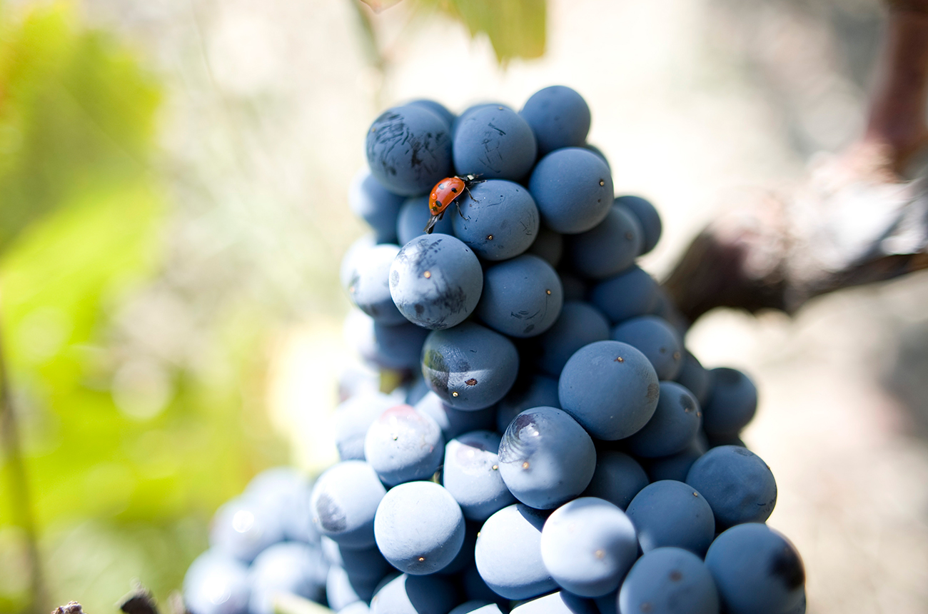 Healthy grapes at Moulin de la Gardette