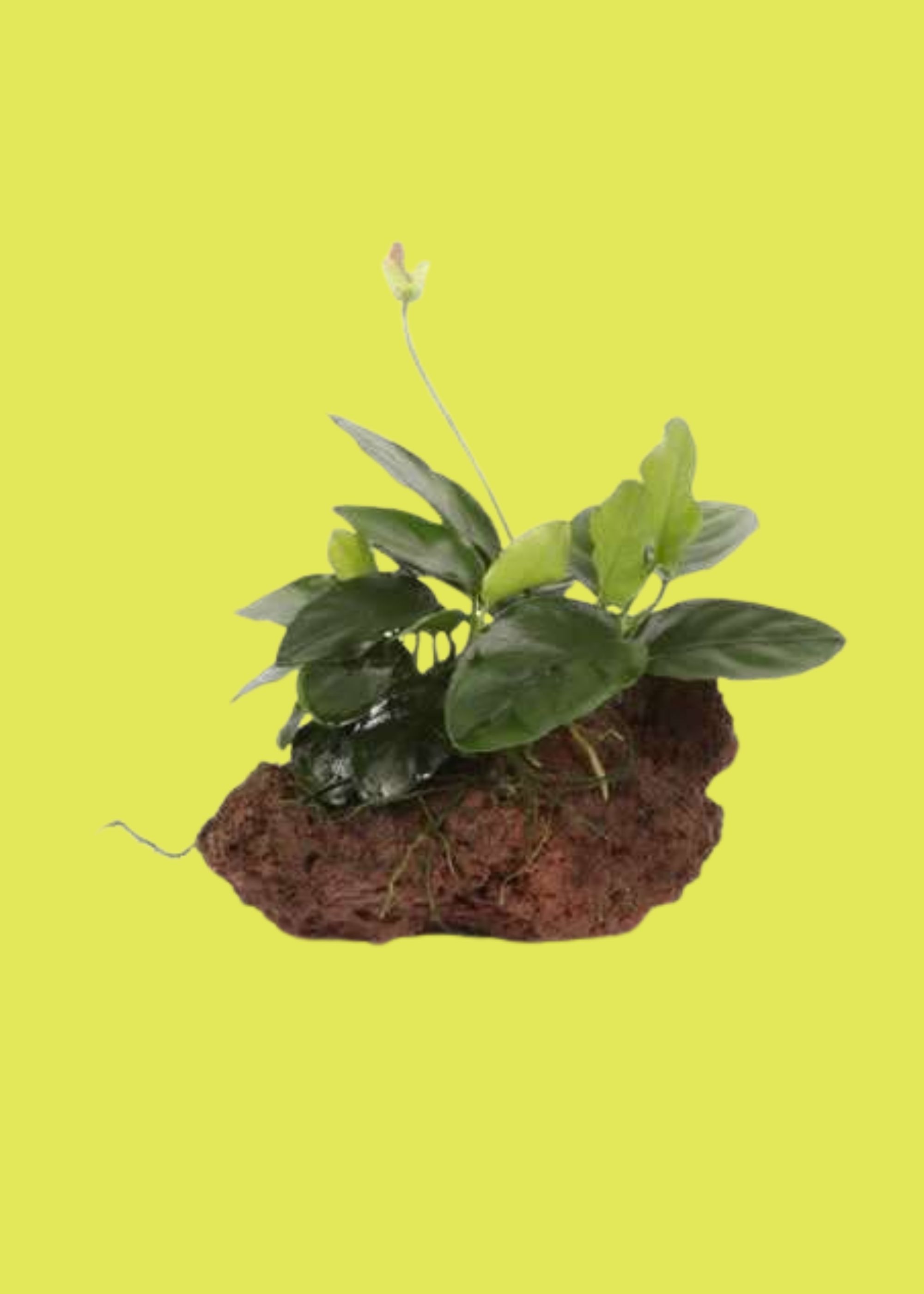 Lincolnshire Pond Plants Ltd, Anubias on Lava Rock - Approx 12cm Wide