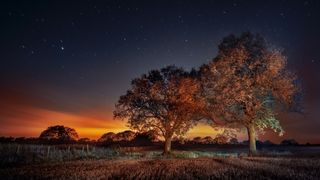 Two illuminated trees stand in a field under a starry night sky, with a warm glow of orange from the horizon and gentle lighting effects.