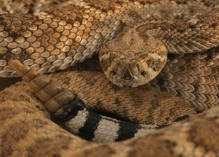Rattlesnakes have triangular heads — an important identifying feature in case the snake has lost its rattle.