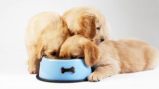Three puppies eating out of a bowl