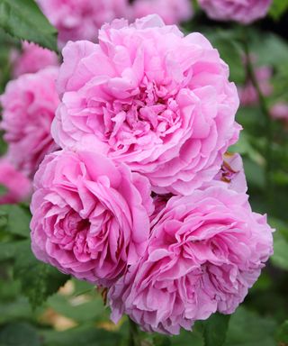heirloom rose Louise Odier in bloom