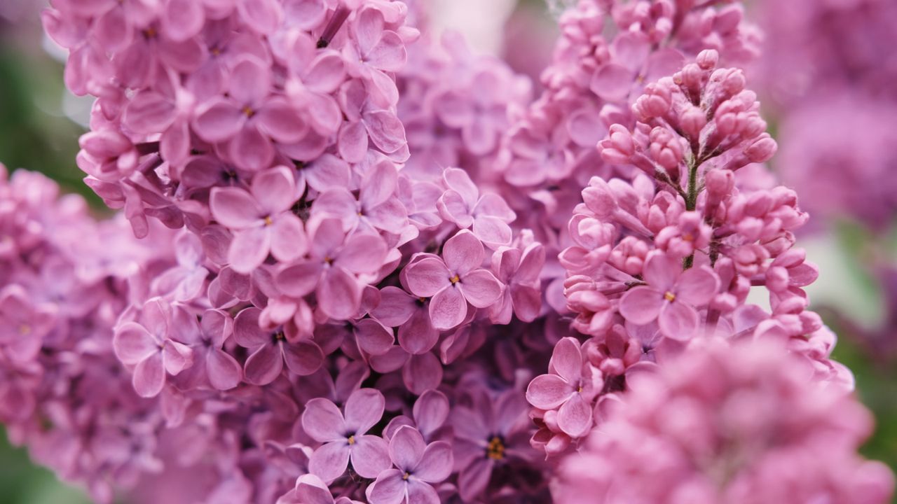 Lilac blooms in a garden border