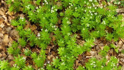 woodruff ground cover plants spreading along ground