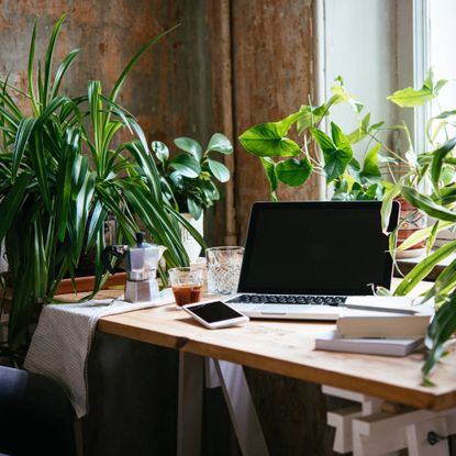 Office plants on desk
