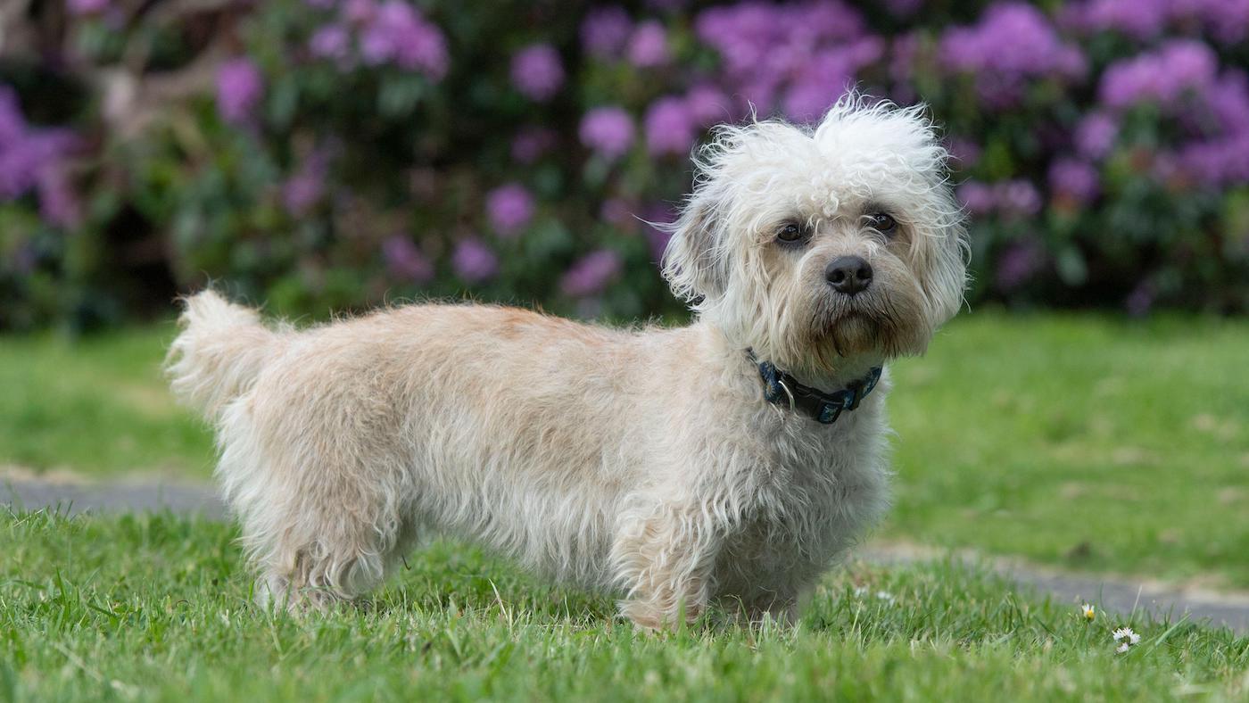Dandie Dinmont terrier