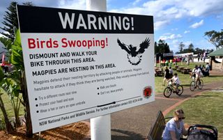 Cyclists pass by a sign warning people of swooping magpies in the fan zone at the UCI 2022 Road World Championships