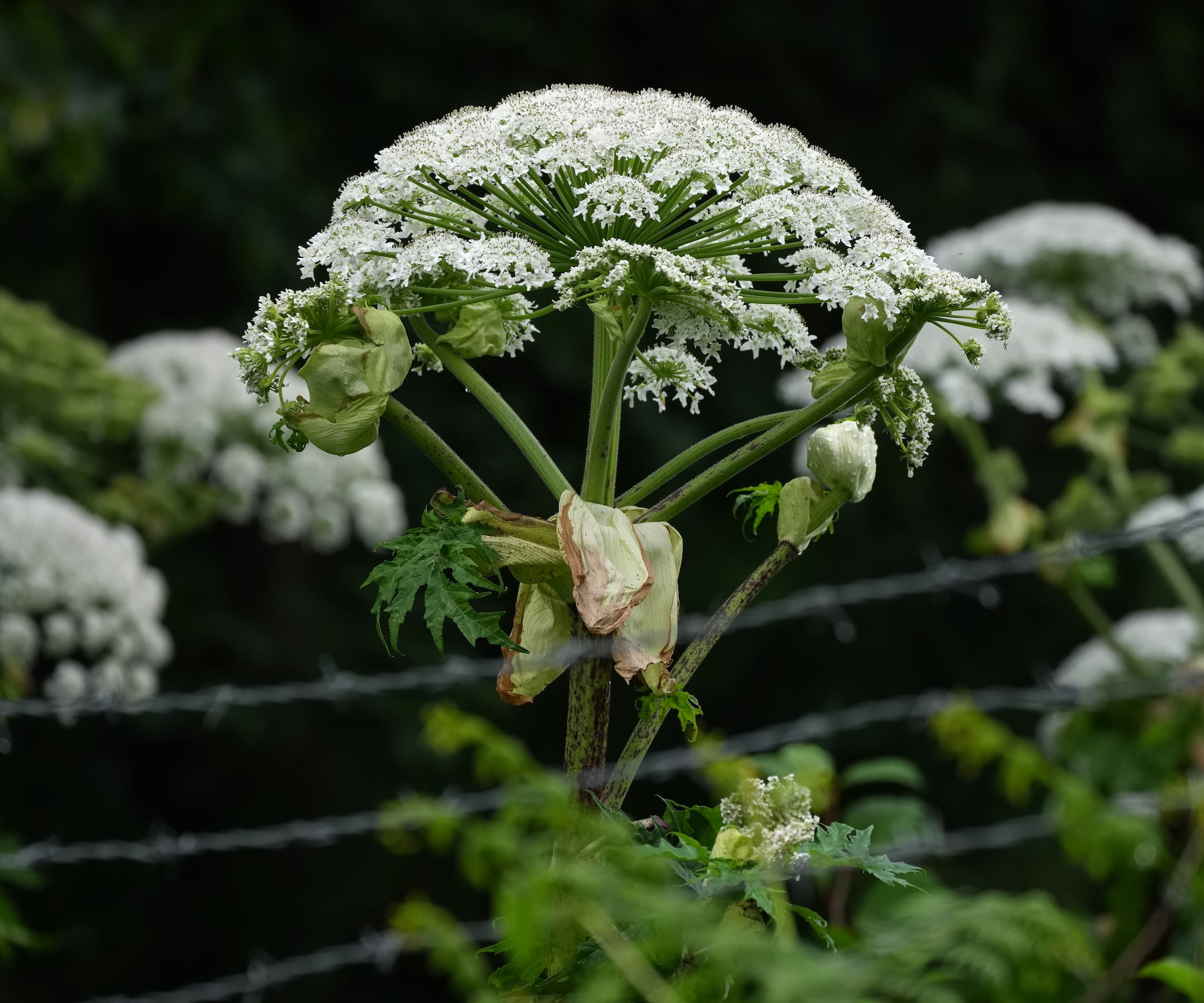 Giant Hogweed plants grow on the banks of the River Irwell