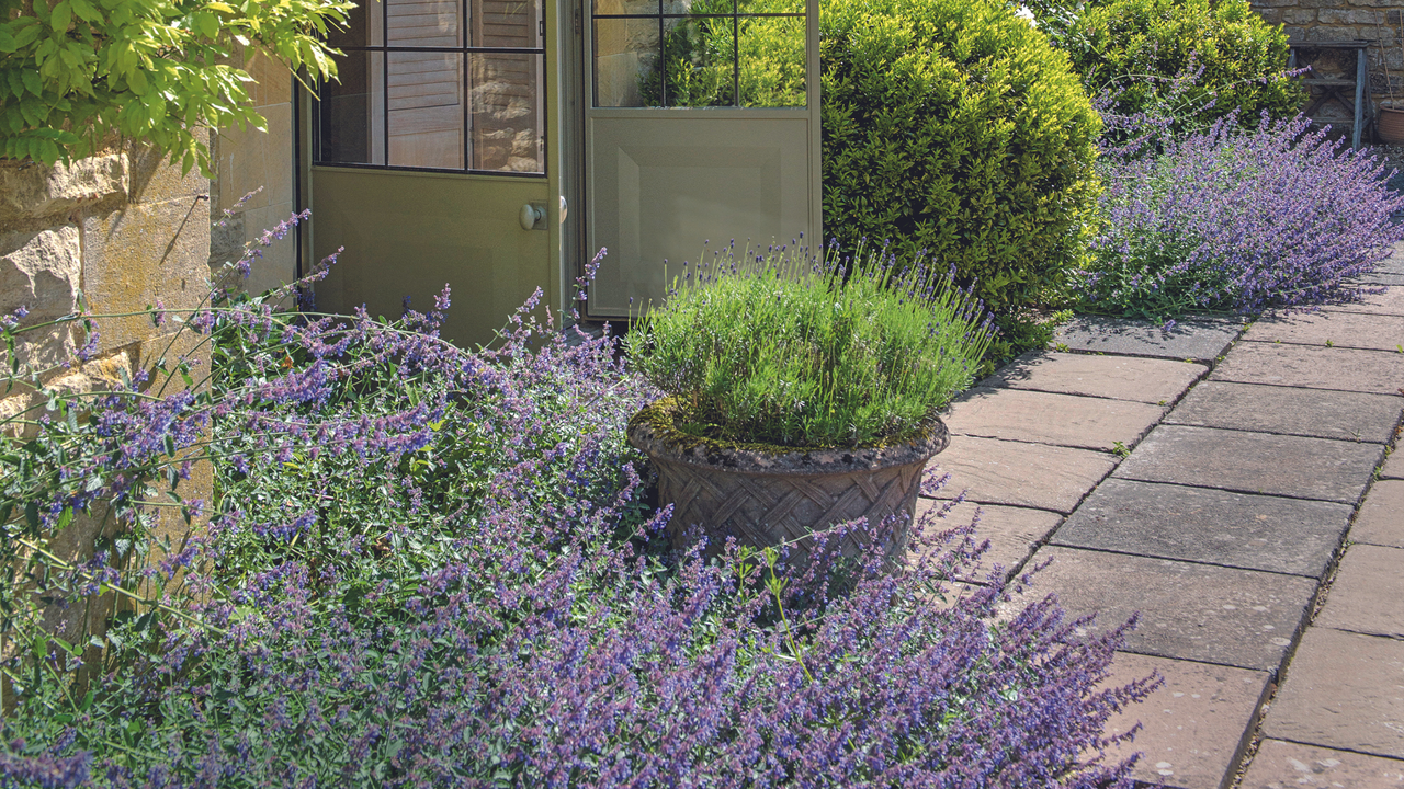 Lavender growing outside house in borders and pot