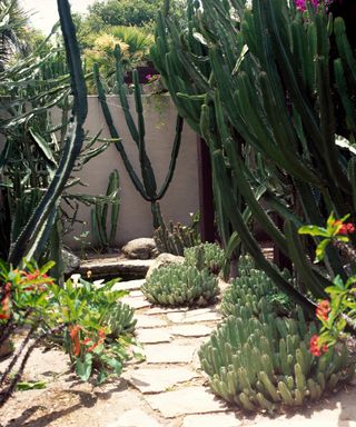 Small walled cacti garden in LA