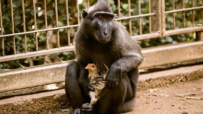 Lonely monkey adopts chicken at Israeli zoo