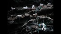 White seabirds nesting on rocky ledges with tangled fishing nets, one bird trapped and hanging on the cliffside