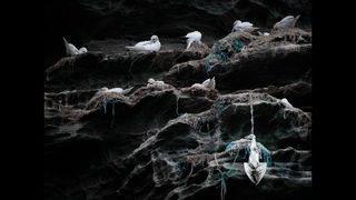 White seabirds nesting on rocky ledges with tangled fishing nets, one bird trapped and hanging on the cliffside