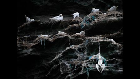 White seabirds nesting on rocky ledges with tangled fishing nets, one bird trapped and hanging on the cliffside