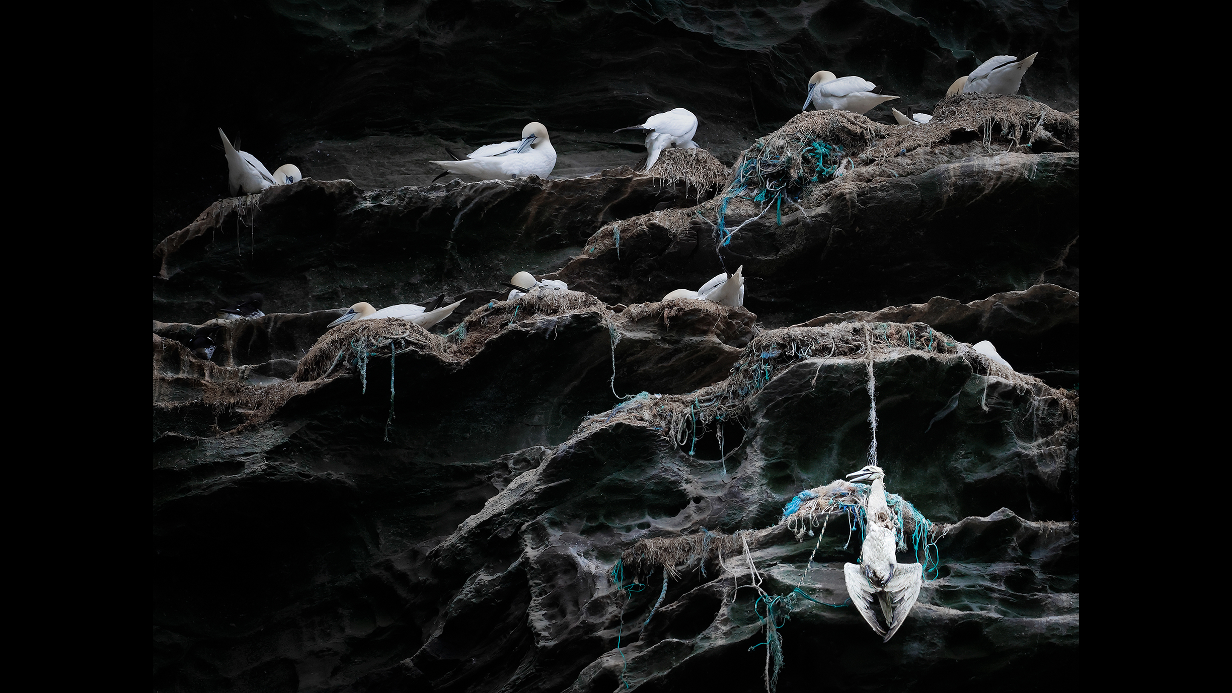 White seabirds nesting on rocky ledges with tangled fishing nets, one bird trapped and hanging on the cliffside