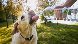 Dog drinking water from a plastic bottle in a field - how much water should my dog drink?