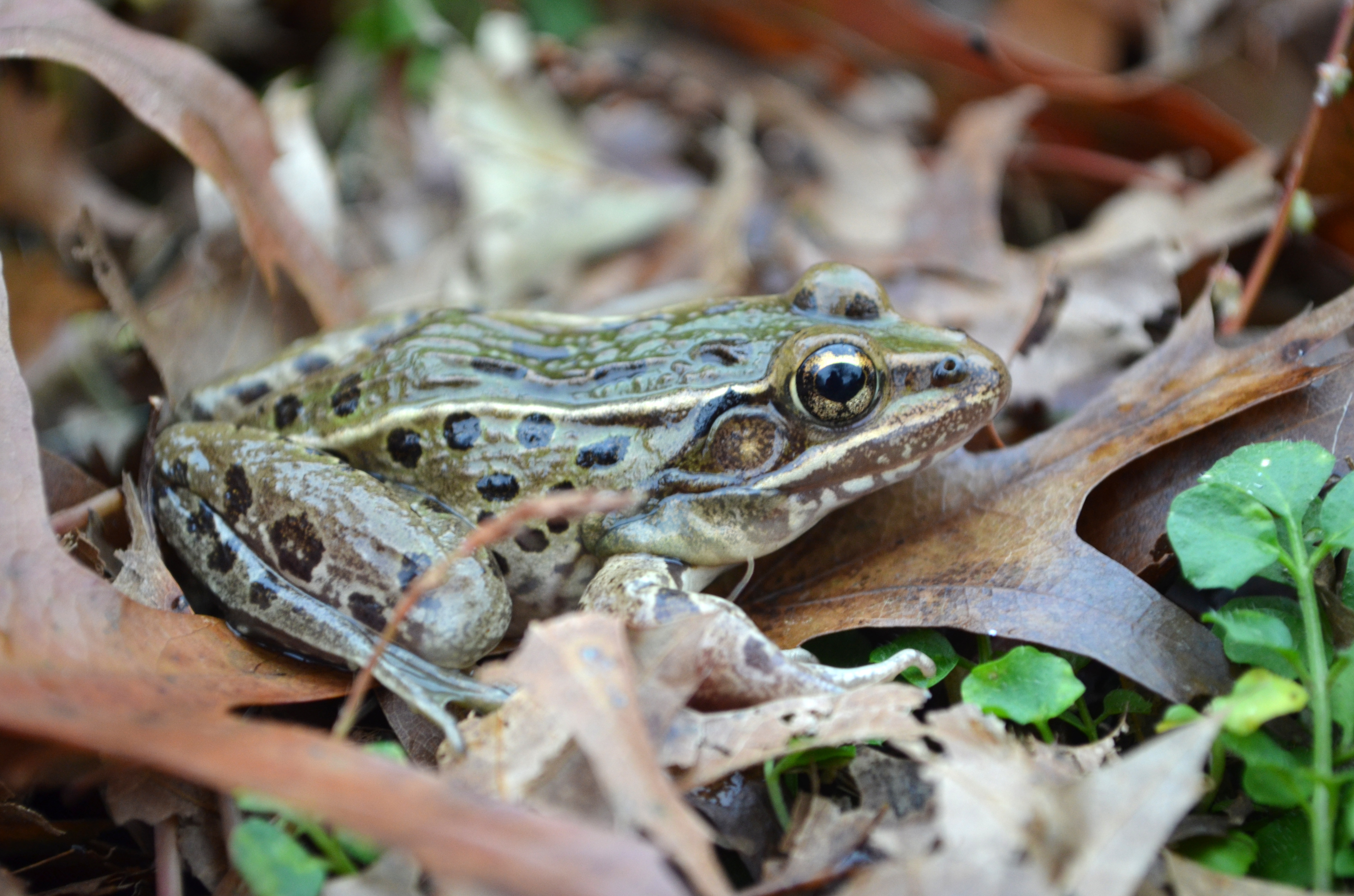 A new frog species has been discovered--in the midst of New York City's urban area.