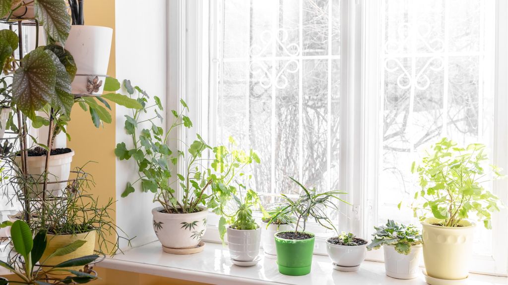 Image showcasing House plants that will reduce stress: according to experts | Homes and ...