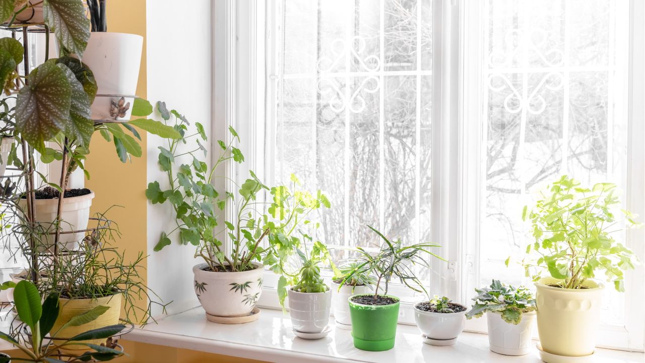 How to keep houseplants warm in winter