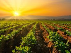 A beautiful sunset over many rows of peanut plants growing on a farm