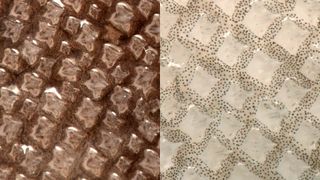 A side-by-side of brown and white shark skin