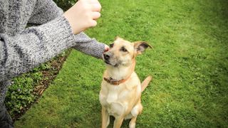 Dog being given a treat — tips for training your dog