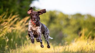 One of the best dogs for runners, a German Shorthaired Pointer bounding through the grass