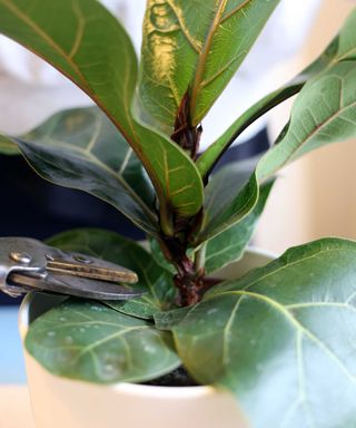 A close up of prunes snipping a cutting close to the stem of a small fiddle leaf fig plant