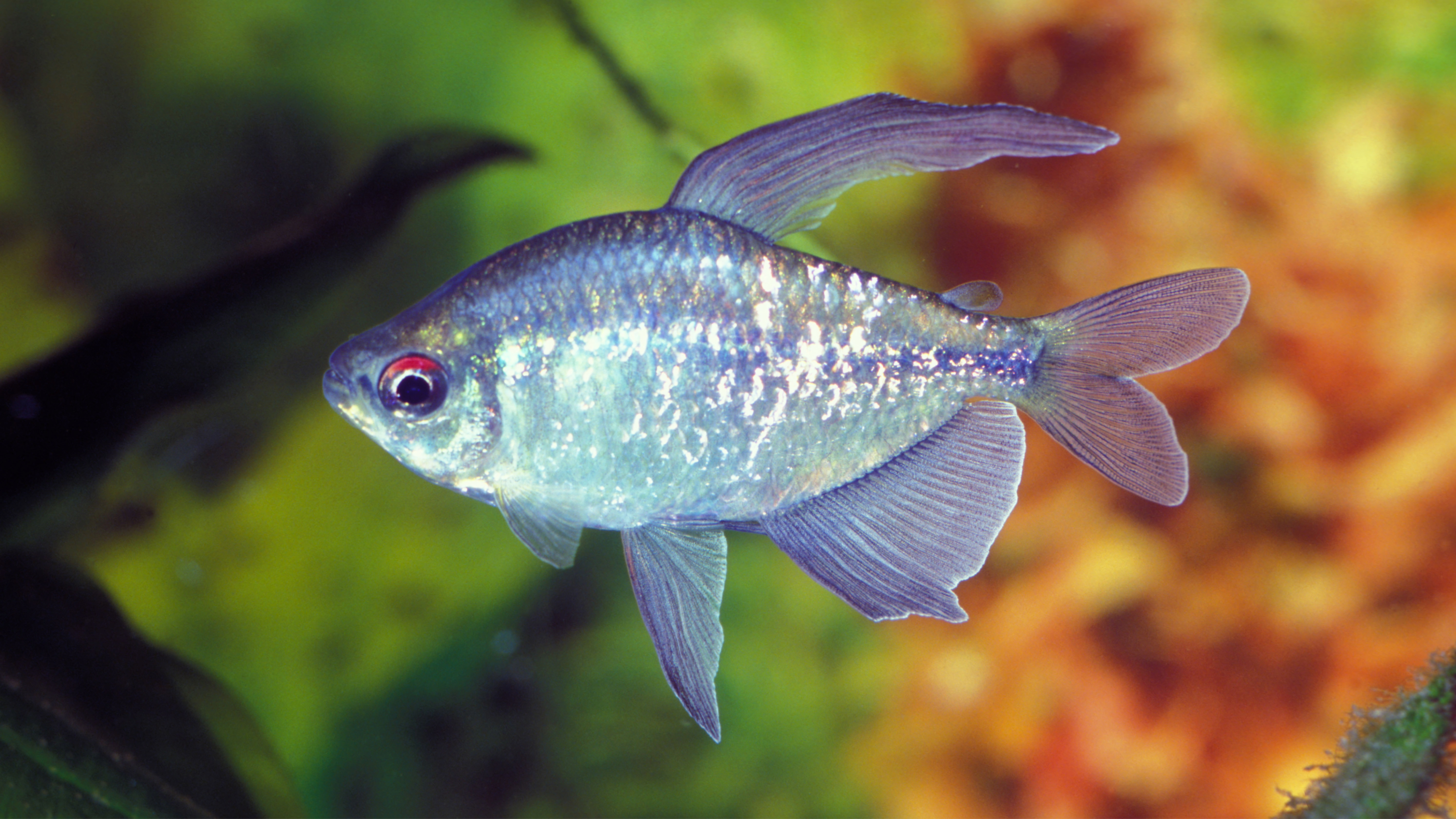 Diamond Tetra