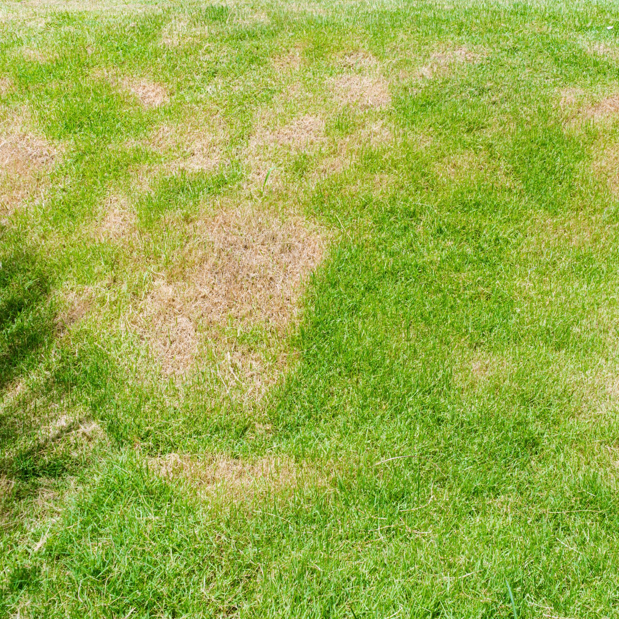 Brown patches on grass lawn