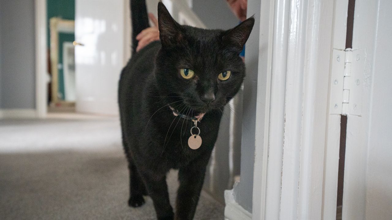 Black cat on a landing