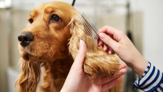 How to groom a dog
