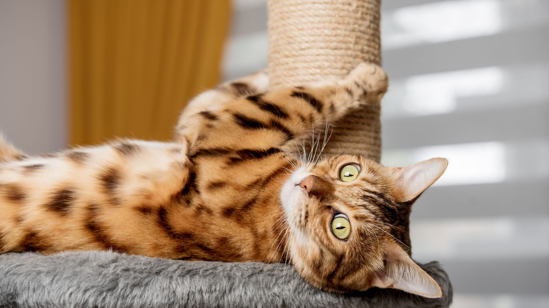 bengal cat lying down scratching a post